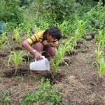 Fertilizing corn with urine (photo from SARAR)