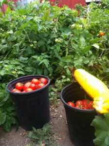 Greywater tomato harvest 