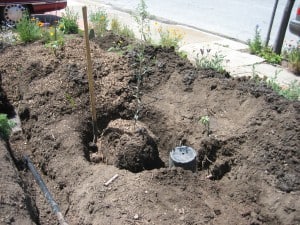 Mulch basin is dug in the drip line of this young tree.