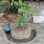 Greywater outlet irrigates into mulch basin, water spreads through basin to irrigate more of the root zone. Image credit Ty Teissere